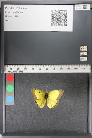 Media type: image;   Entomology 119127